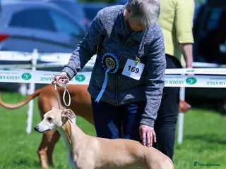 Whippet dogs Demerlay On a Promise in Wakefield - Advert 6