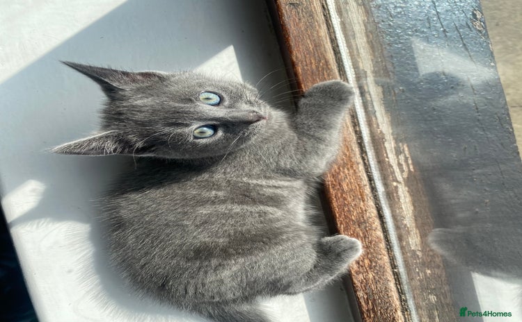 British Shorthair cats - Advert 1
