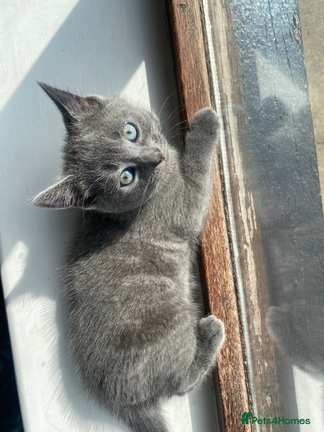 British Shorthair cats for sale: Brittish Shorthair Crossbreed Kittens  - Image 1