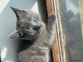 British Shorthair cats - Advert 9