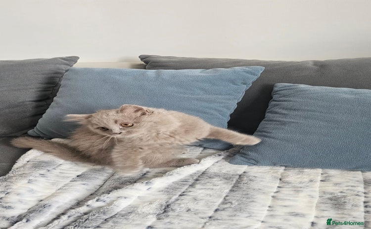 British Longhair cats in Watford - Advert 5