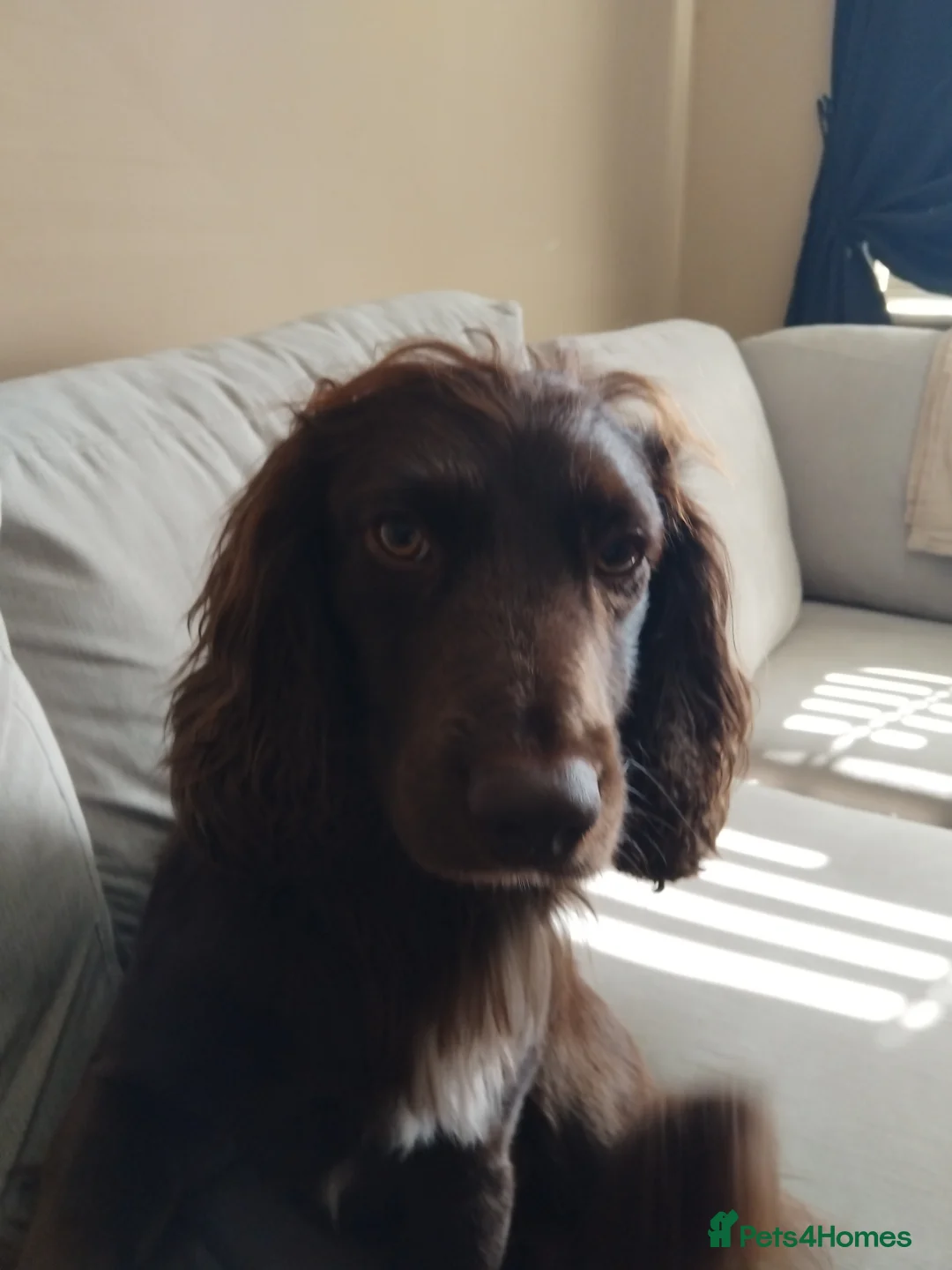 Cocker Spaniel dogs for stud: Cocker Spaniel - Proven - Advert 5