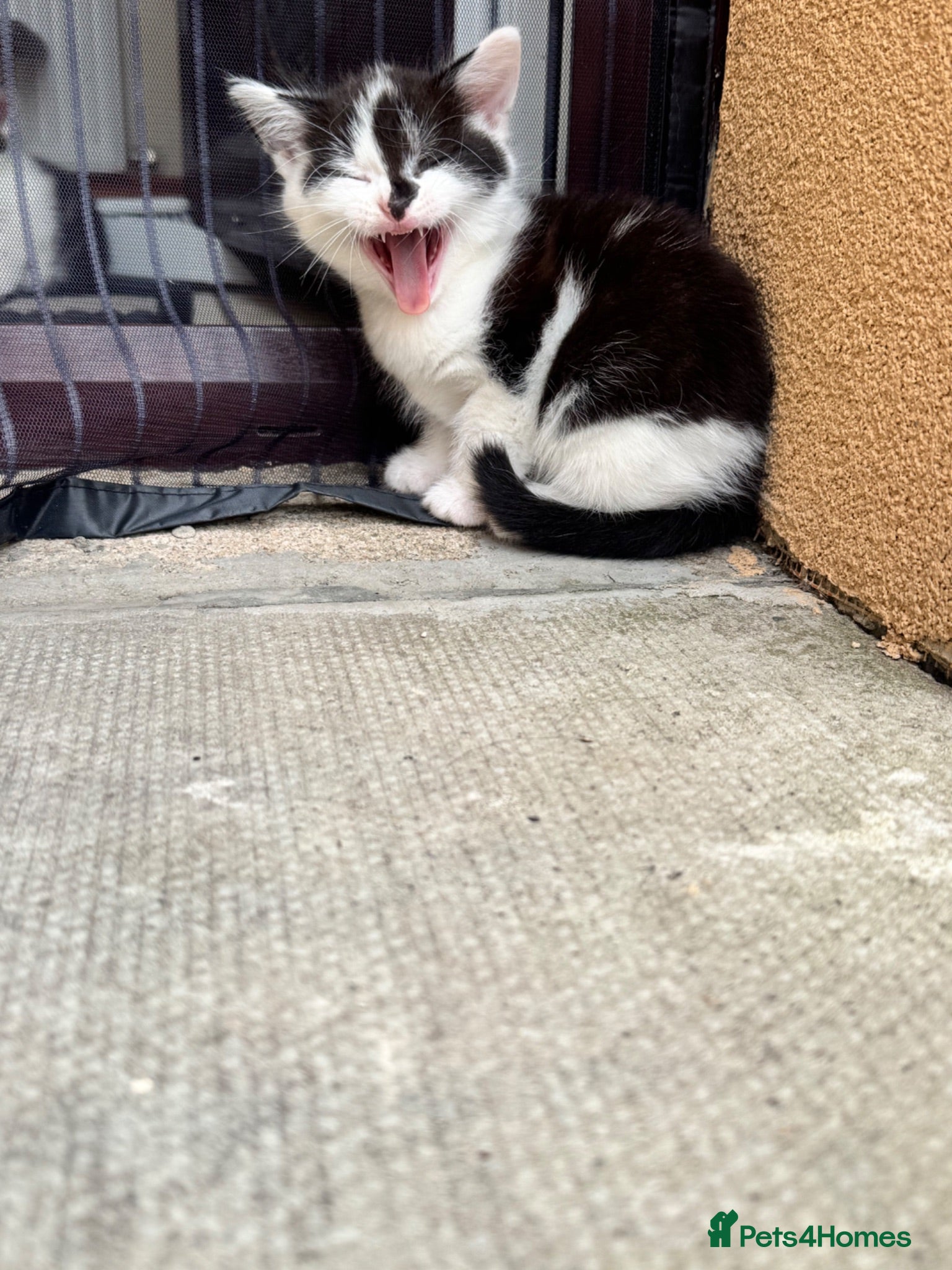 Mixed Breed cats 3 Beautiful kittens - Advert 2