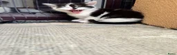 Mixed Breed cats for sale: 3 Beautiful kittens - Advert 1