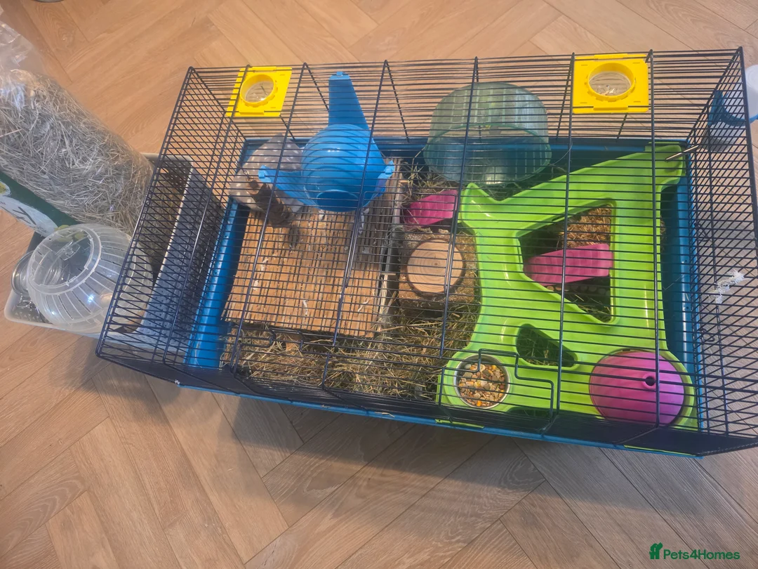 Hamster rodents for sale: Hamster with cages and accessories  - Advert 10