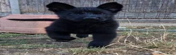 German Shepherd dogs for sale: German Shepherd Puppies - Advert 3