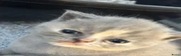 British Shorthair cats for sale: Rare blue-cream British Shorthair kittens💖 - Advert 26