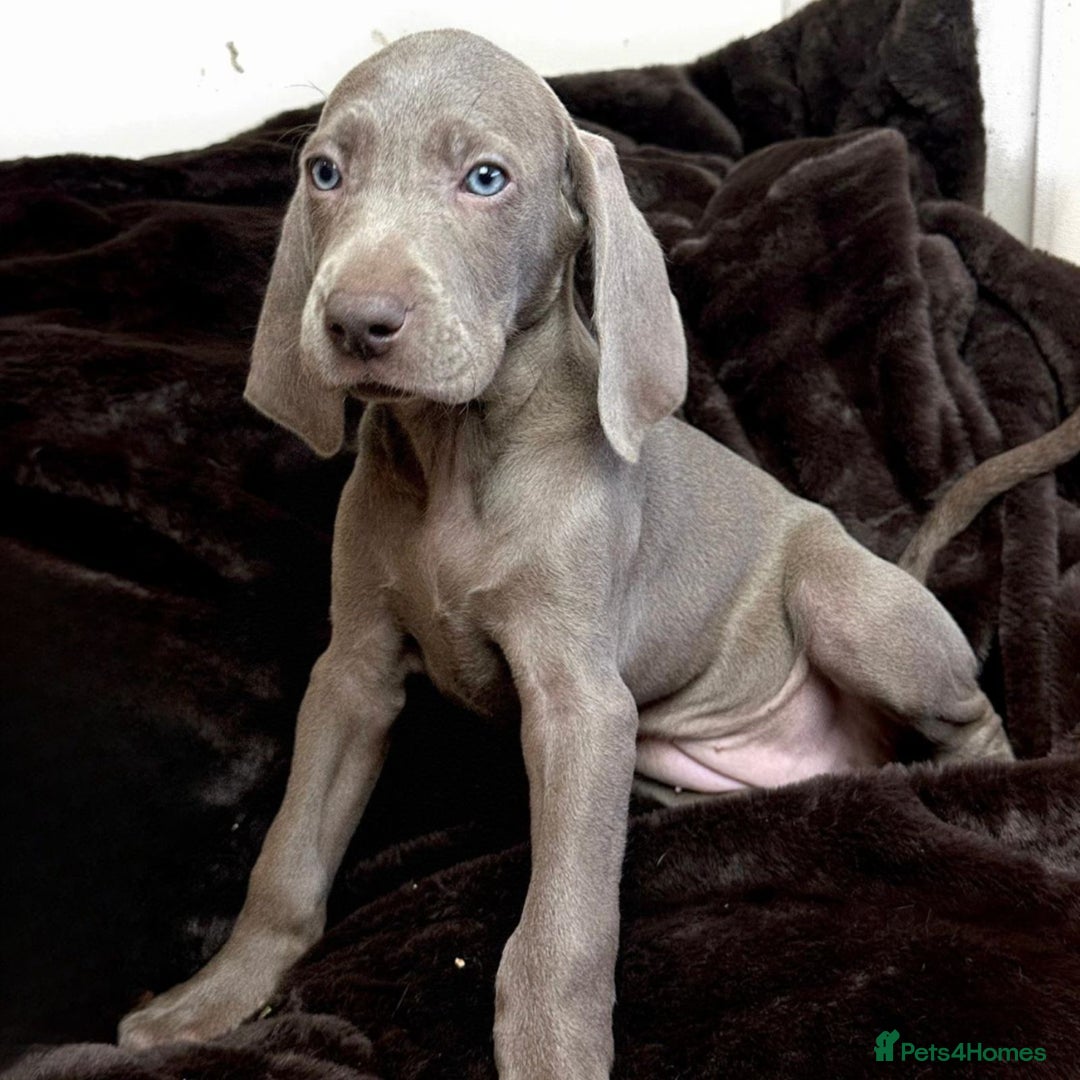 Weimaraner dogs for sale: Stunning Weimaraner pups (KC Registered pedigree)  - Image 8