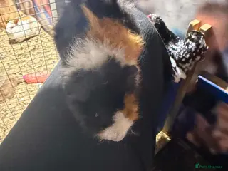 Guinea Pig rodents ALL REHOMED SORRY - Advert 2