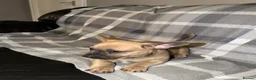 Mixed Breed dogs for sale: READY NOW French Bull dog cross Chihuahua puppies  - Advert 5