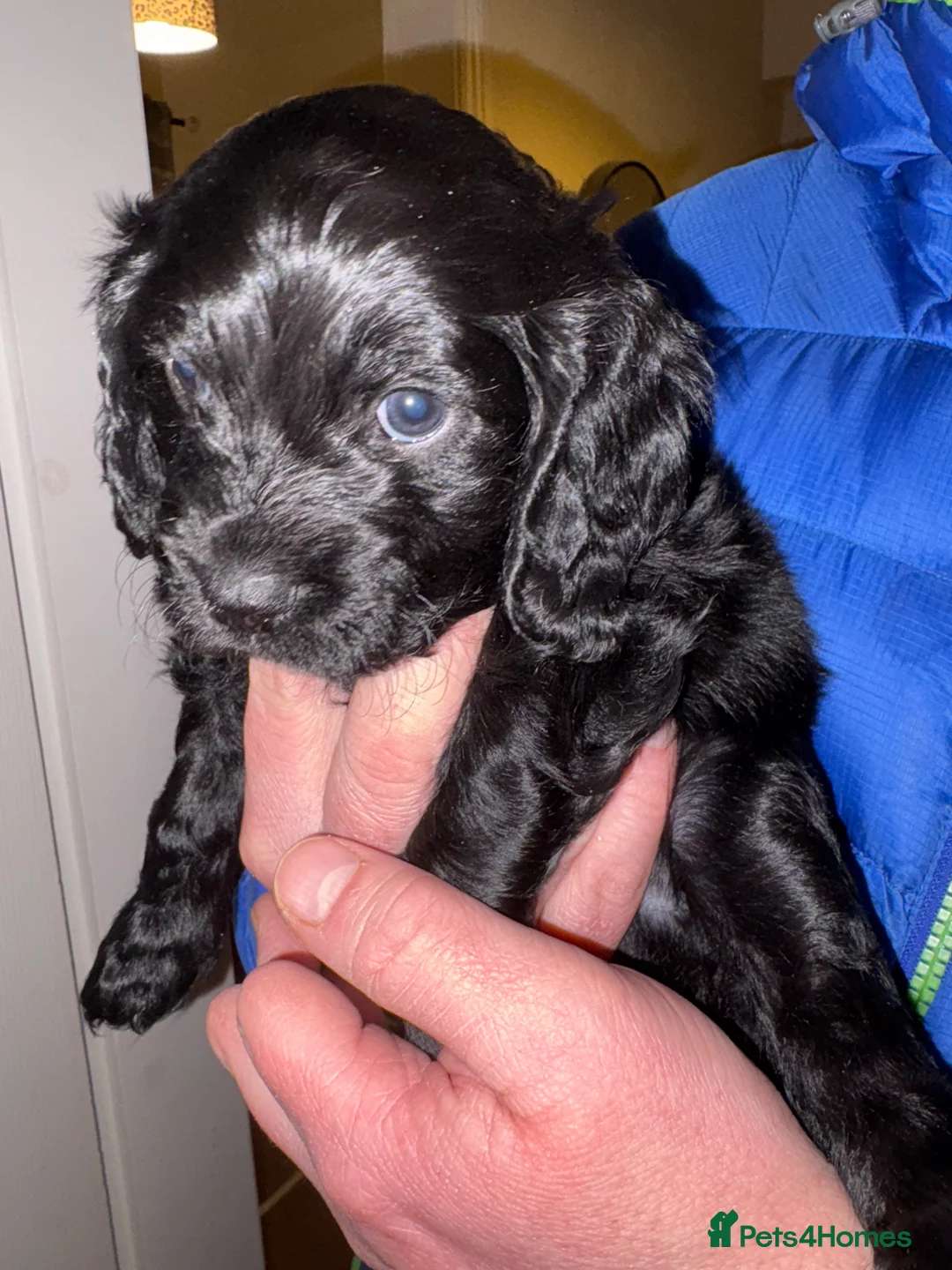 Mixed Breed dogs for sale: Beautiful Cavapoo puppies  - Advert 34