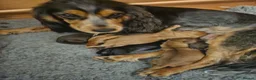 Cocker Spaniel dogs for sale: Show type Cocker Spaniels - Advert 11