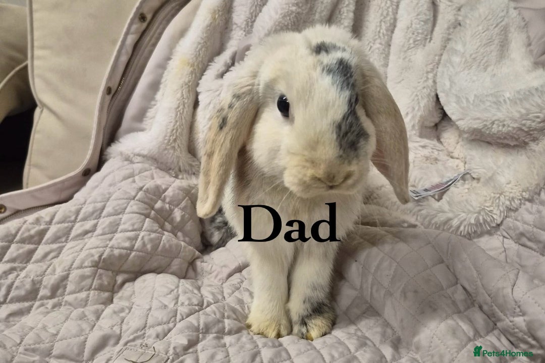 Mini Lion Lop rabbits for sale: Mini Lion Lops Ready in 2 weeks 🩷🩵 - Advert 7