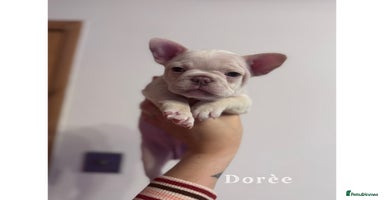 French Bulldog dogs 4 Stunning Cream KC registered French Bulldogs  - Advert 2