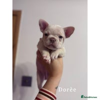 French Bulldog dogs 4 Stunning Cream KC registered French Bulldogs - Advert 2
