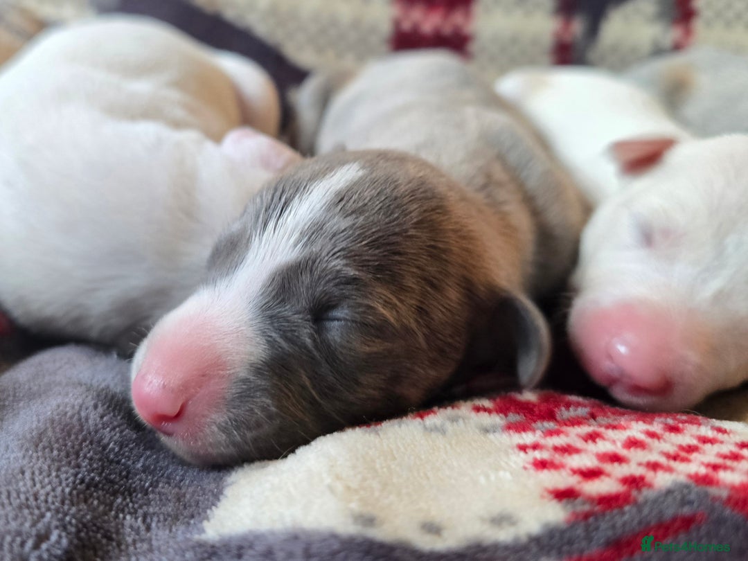 Whippet dogs for sale: KC Registered Small Whippet Puppies - Advert 10