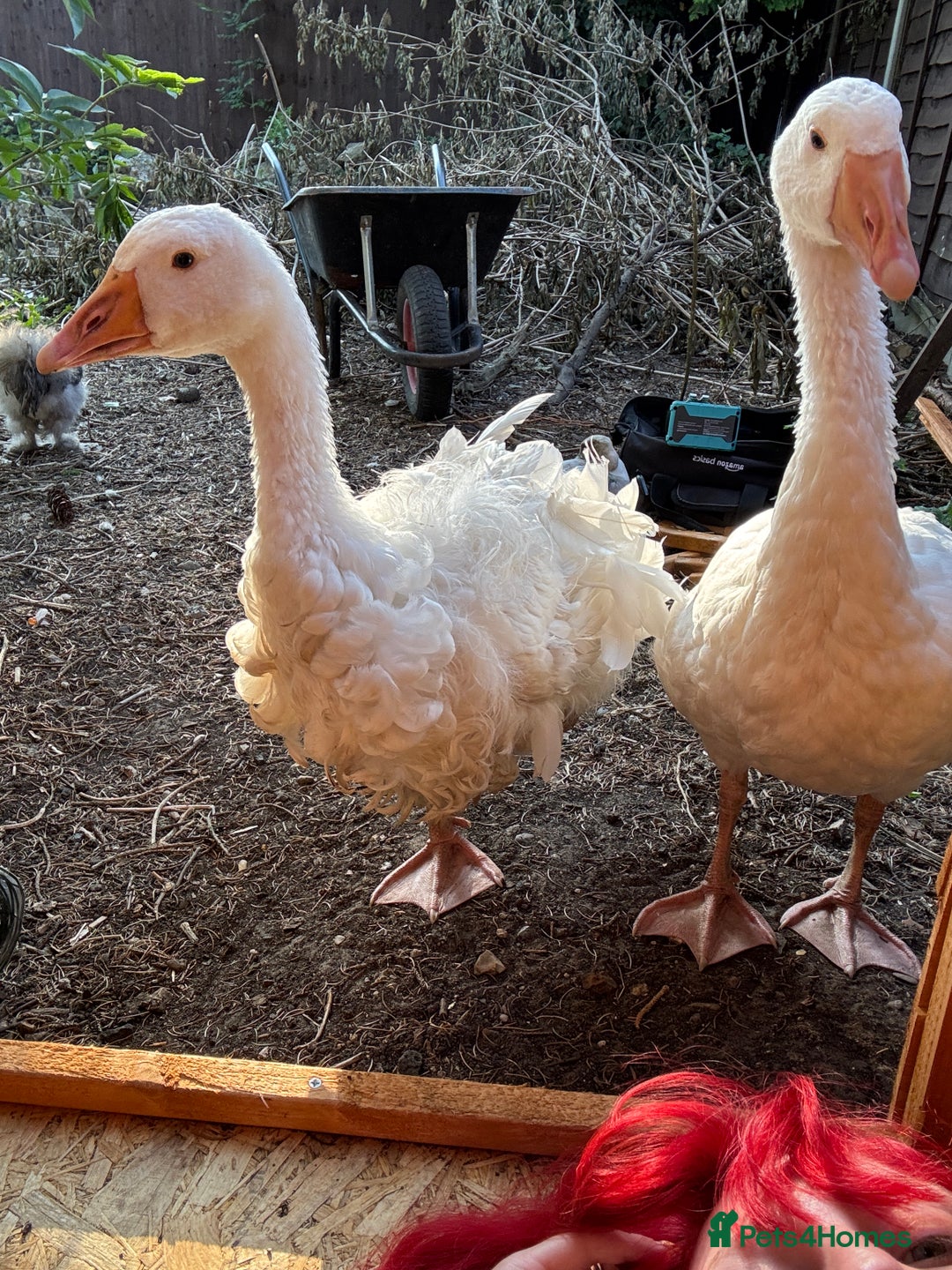 Geese poultry for sale: Sebastopol geese  - Image 7
