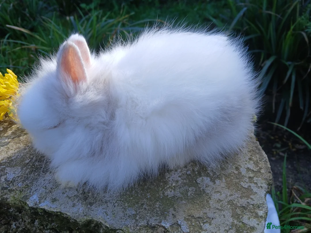 Lionhead rabbits for sale: Stunning DM Lionhead baby rabbit  - Advert 2