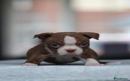 Boston Terrier dogs for stud: KING OF THE MIDLANDS LILAC BOSTON STUD HC CLEAR in West Bromwich - Image 6