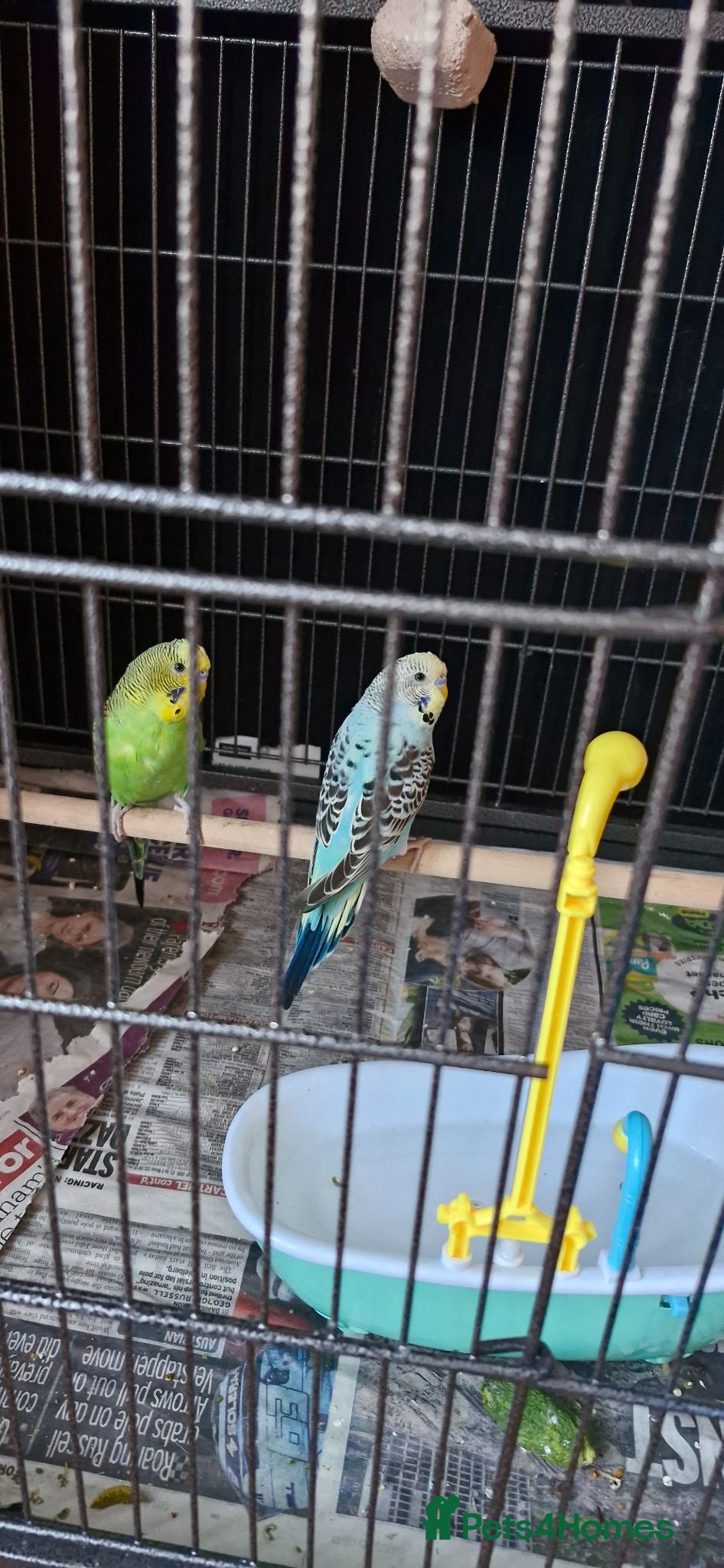 Budgerigars birds Baby budgies and cage - Advert 2