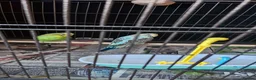 Budgerigars birds for sale: Baby budgies and cage in Beckenham - Advert 2