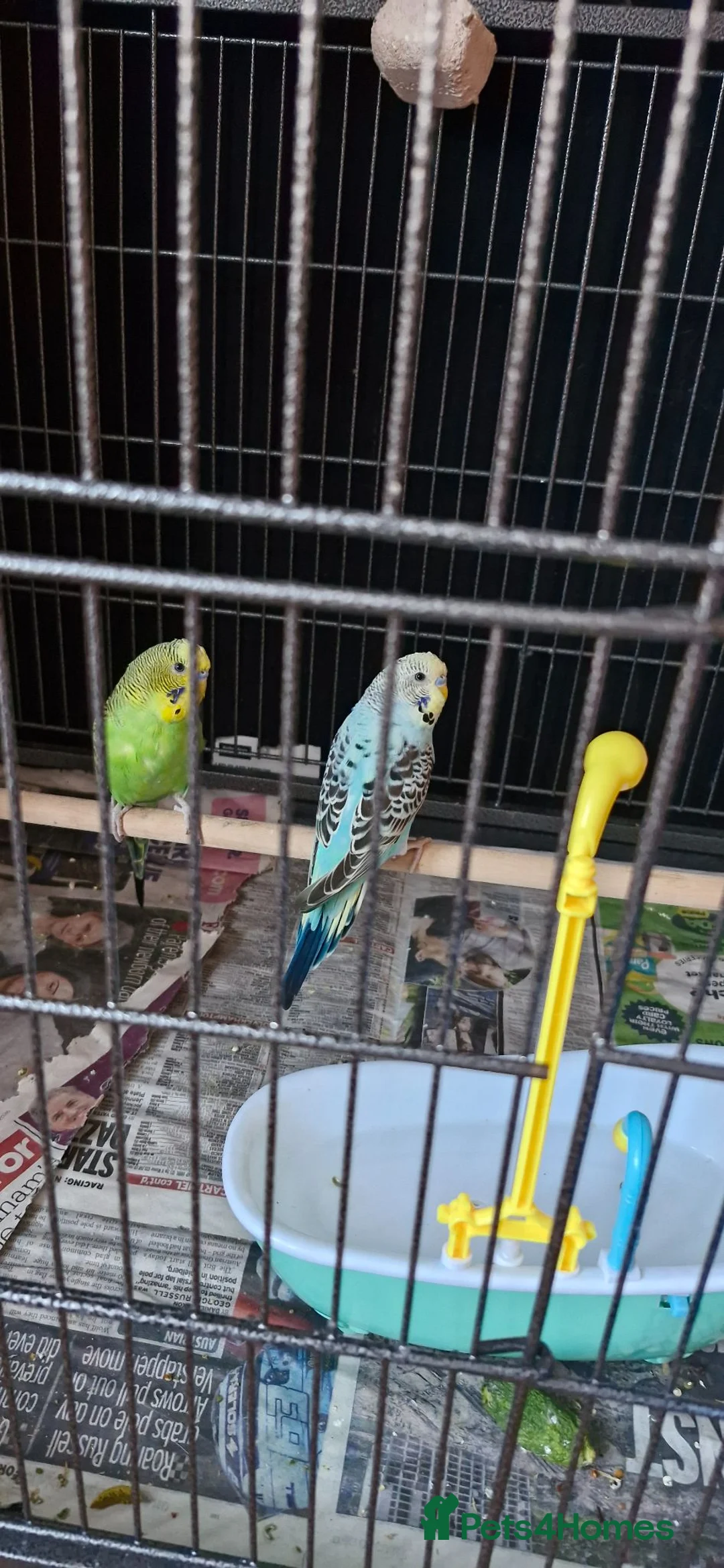Budgerigars birds for sale: Baby budgies and cage in Beckenham - Advert 2