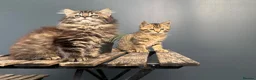 Mixed Breed cats for sale: Beautiful bonded pair of kittens (boy and girl) in Oldbury - Advert 6