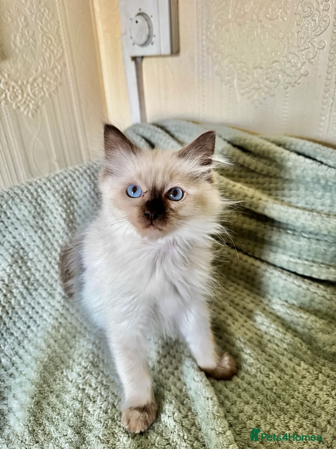 Ragdoll cats for sale: Beautiful Ragdoll kittens  - Advert 8
