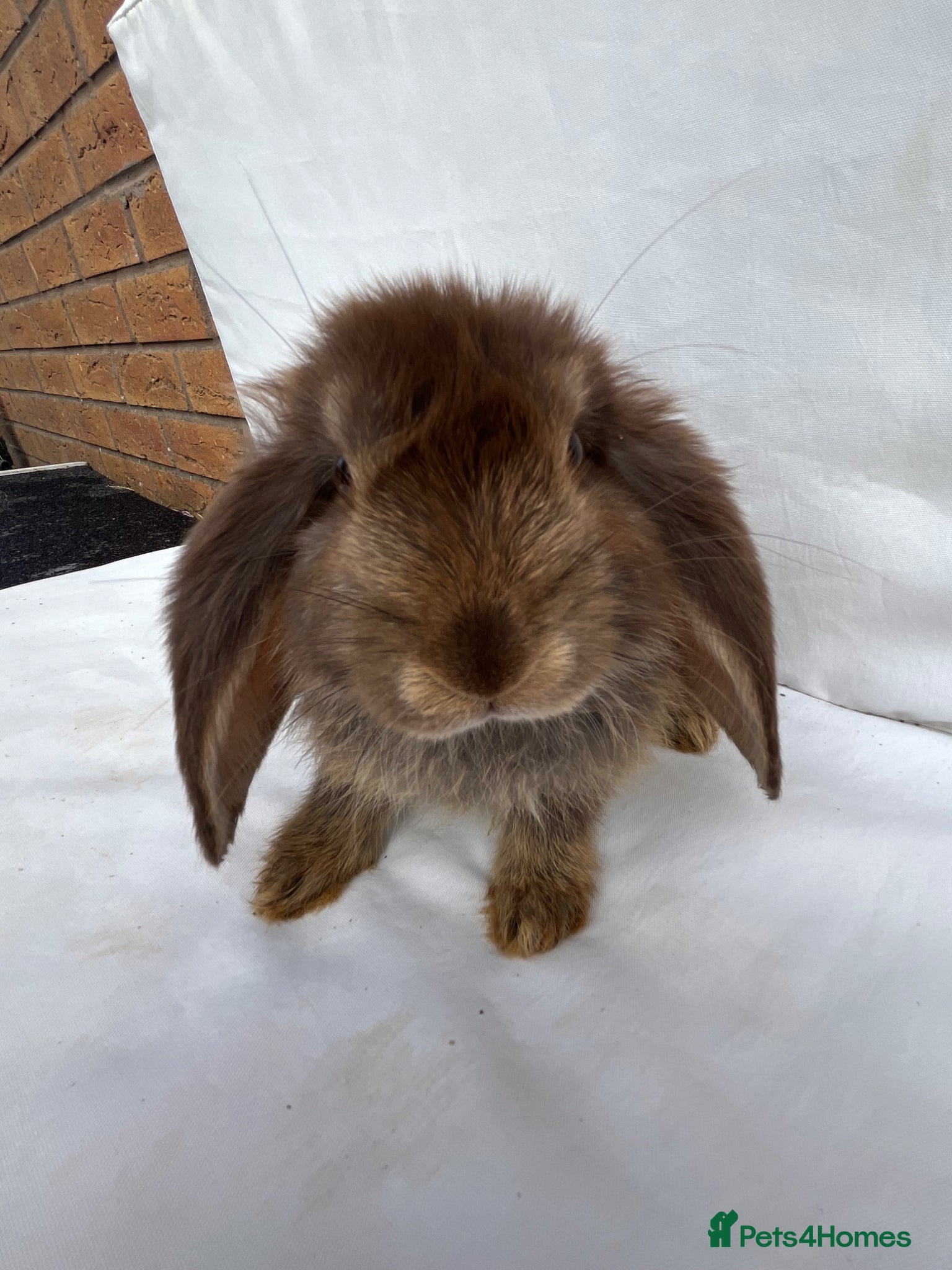 French Lop rabbits for sale: 🐰 Full breed French Lops Ready to Leave 🐰 - Advert 14