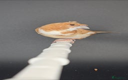 Finches birds for sale: Bengalese finches  - Image 2