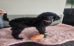 Mixed Breed dogs for sale: Quality Moyens! 2 girls left - very Rare in 🇬🇧  - Image 4