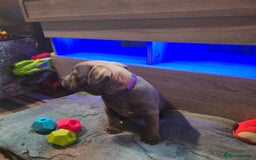Staffordshire Bull Terrier dogs for sale: Stunning Staffordshire bull terrier pups  - Image 10