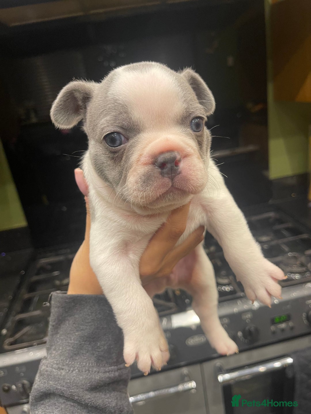 French Bulldog dogs for sale: Last pied French bulldog boy for sale - Image 5