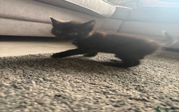 Mixed Breed cats for sale: Beautiful kittens  - Image 4
