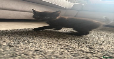 Mixed Breed cats - Advert 16