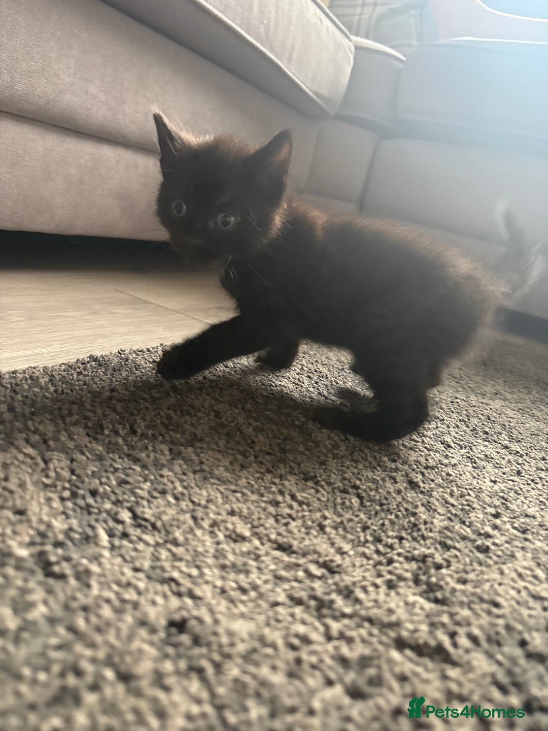 Mixed Breed cats for sale: Beautiful kittens  - Image 4