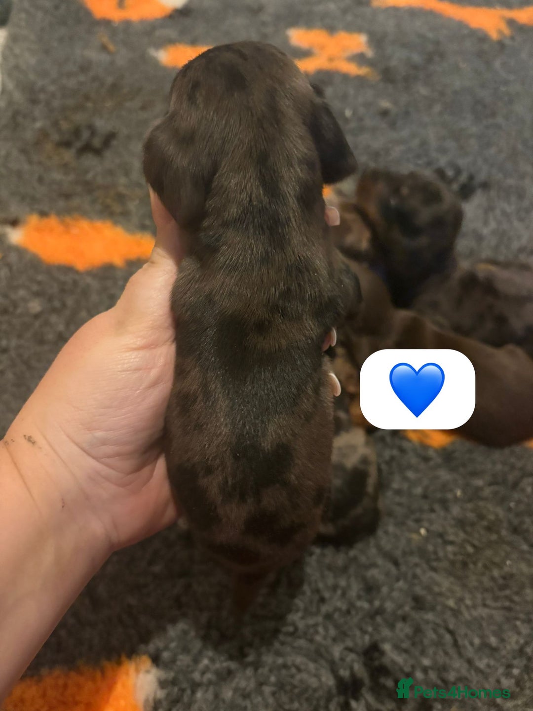 Dachshund dogs for sale: Miniature dachshund puppy’s for sale  - Image 19