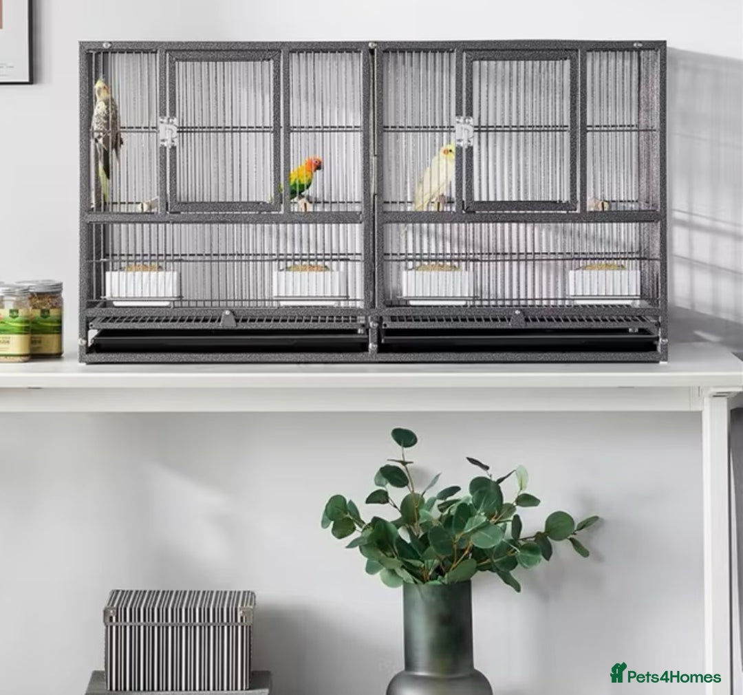 Conures birds for sale: Breading Pair of Green-Cheeked Conures Experienced - Advert 9