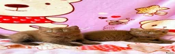 British Shorthair cats for sale: Beautiful British shorthair kittens available  - Advert 2