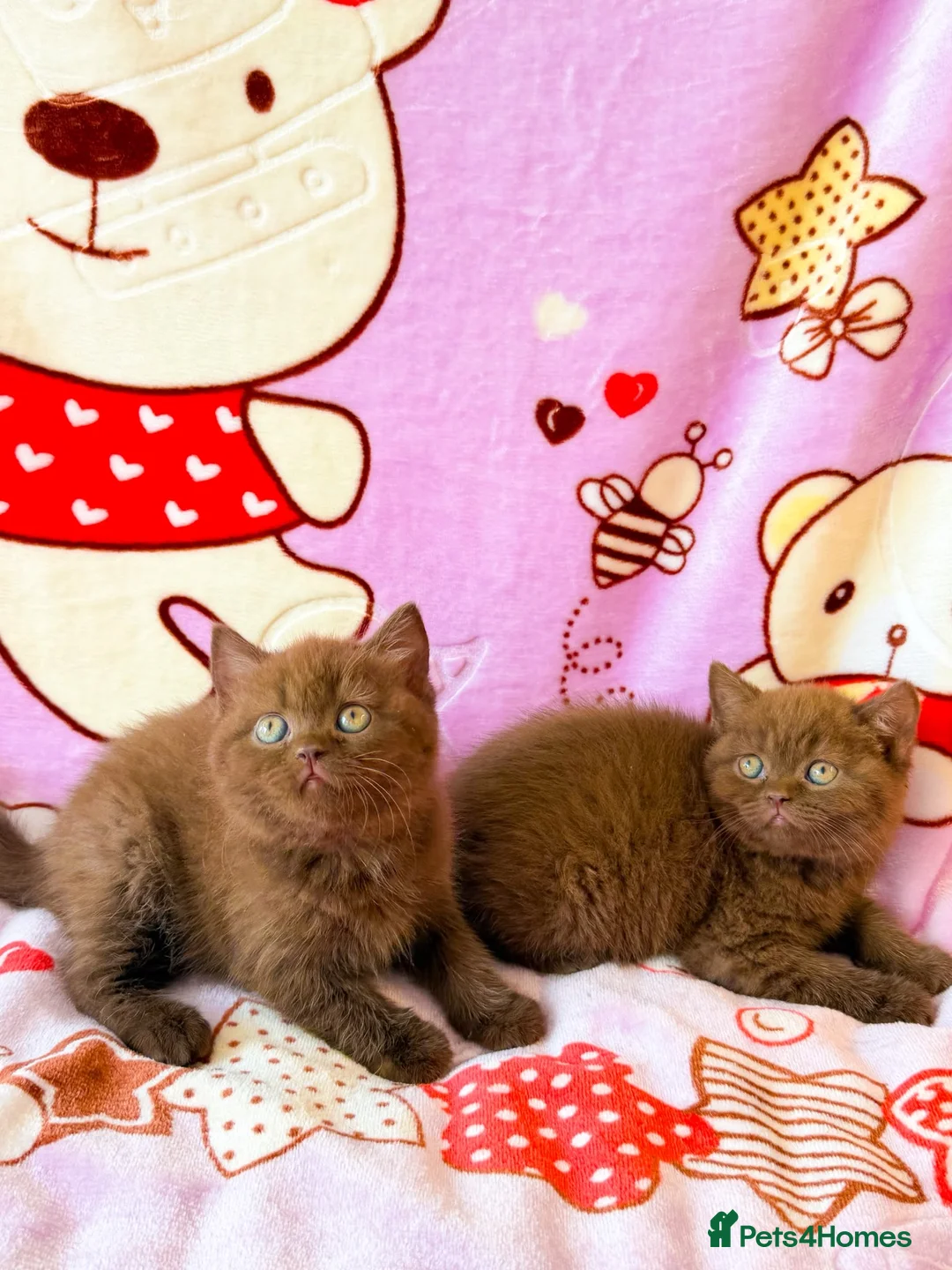 British Shorthair cats for sale: Beautiful British shorthair kittens available  - Advert 2