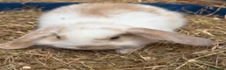 Mini Lop rabbits for sale: Beautiful coloured mini lops - Advert 15