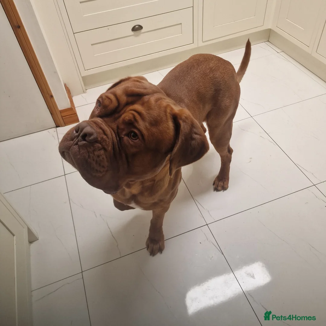 Dogue De Bordeaux dogs for stud: Barney - Advert 8