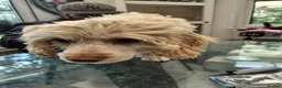 Cockapoo dogs for sale: Cockapoos last 4 little girls - Advert 4