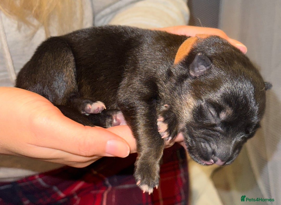 Mixed Breed dogs for sale: Belgian malinois x German Shepherd puppies  - Advert 24