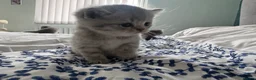 Scottish Fold cats for sale: Gorgeous pure breed kittens  - Advert 4
