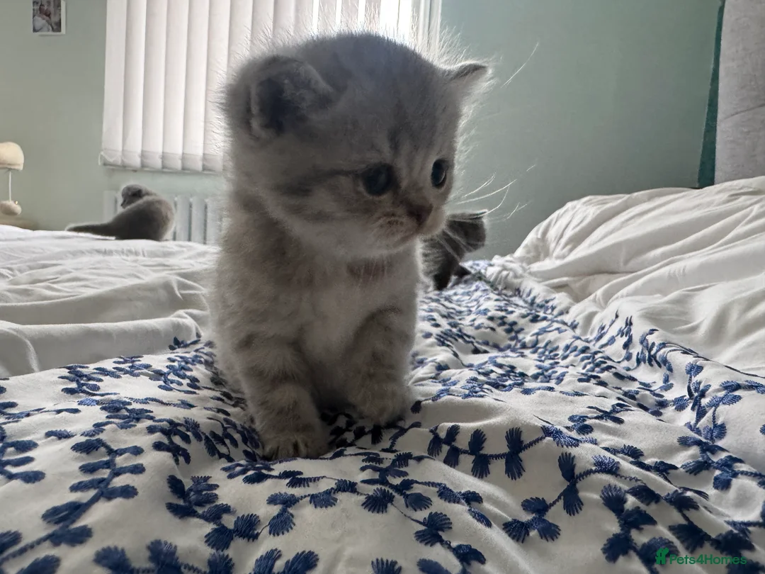Scottish Fold cats for sale: Gorgeous pure breed kittens  - Advert 4