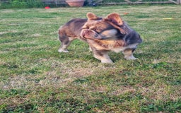 French Bulldog dogs for stud: Mr Fluffy son of Don Corleone  - Image 5