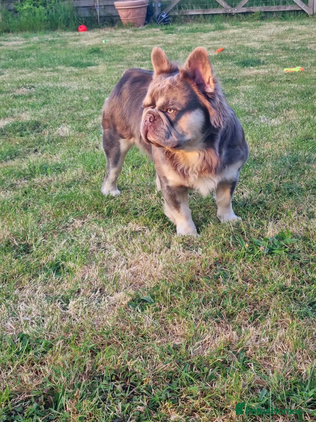 French Bulldog dogs for stud: Mr Fluffy son of Don Corleone  - Image 5