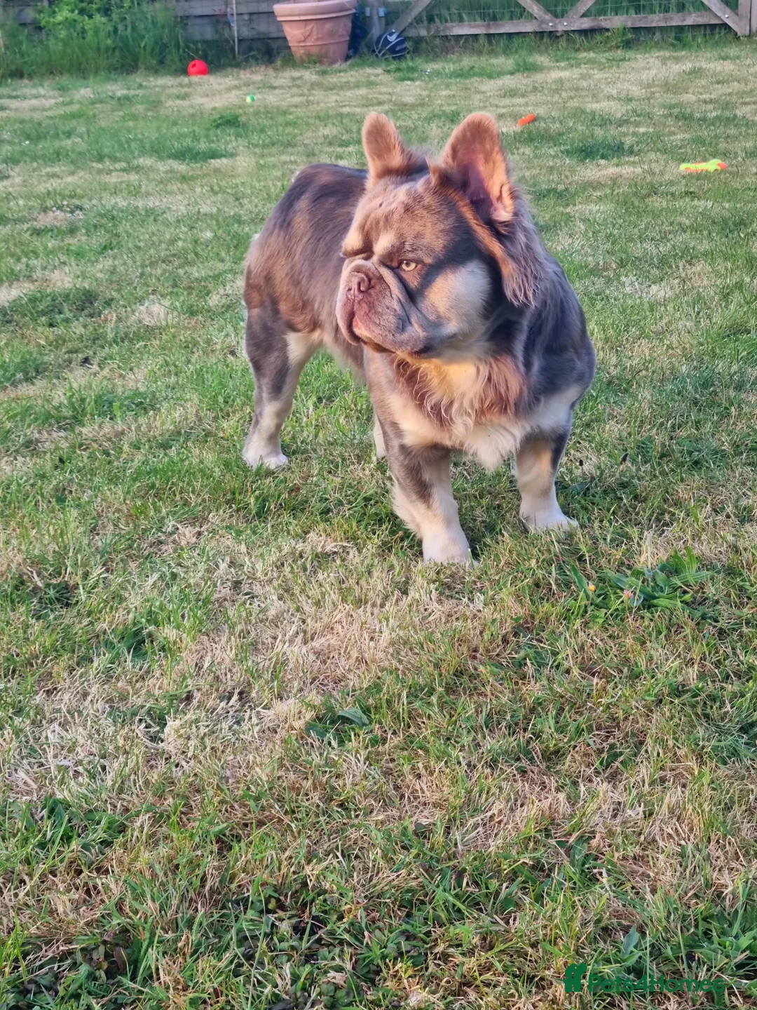 French Bulldog dogs for stud: Mr Fluffy son of Don Corleone  - Advert 5