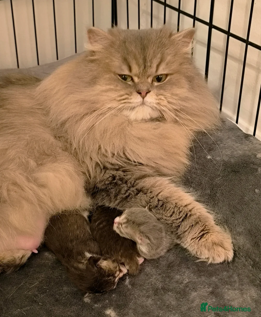 British Longhair cats for sale: Stunning British Longhair Kittens  - Advert 2